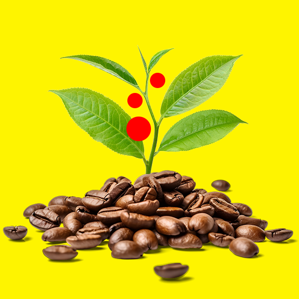 Vantagens das cápsulas de café compostáveis 