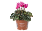 Ciclame persicum com flores cor-de-rosa e folhas verdes num vaso de plástico castanho.