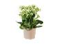 Planta de kalanchoe com flores brancas num vaso bege.