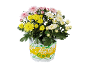 Crisântemos em vaso com flores cor-de-rosa, amarelas e brancas, com texto 'Festival Colours'.