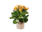 Planta de kalanchoe com flores laranja num vaso creme.