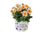Crisântemo com flores laranja num vaso branco com o texto 'SEASONAL COLOURS CHRYSANTHEMUM'.