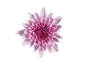 Crisântemo rosa vibrante sobre fundo preto.