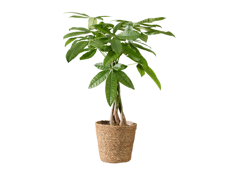 Planta de interior Pachira aquatica num vaso entrançado.