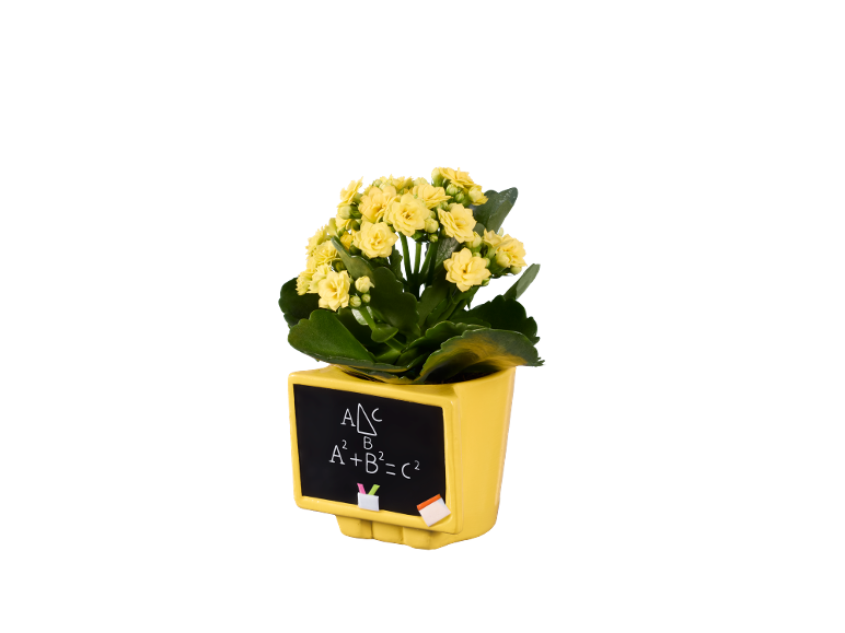 Planta com flores amarelas num vaso amarelo com quadro que mostra A²+B²=C².