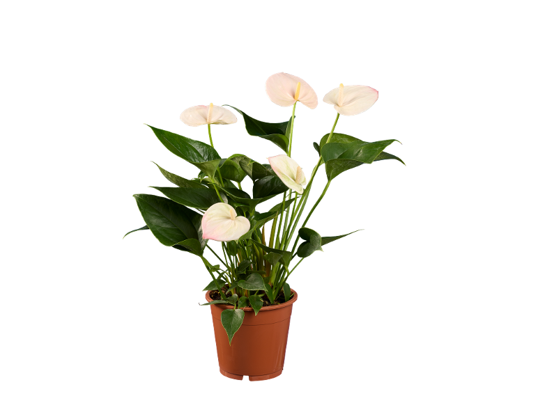 Planta de antúrio com flores brancas e folhas verdes num vaso castanho.