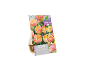 Pacote de 8 bolbos de tulipa 'Creme Upstar' com cores mutáveis.