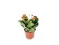 Planta em vaso com flores laranja e uma decoração de fantasma.