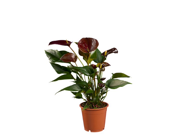 Planta de antúrio com flores vermelho-escuras num vaso castanho.