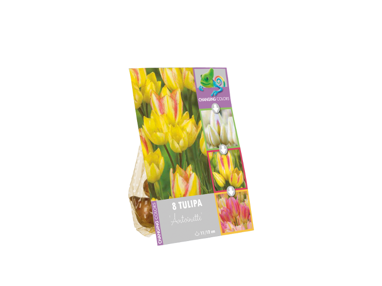 Pacote de 8 bolbos de tulipa 'Antoinette' com flores amarelas que mudam de cor.