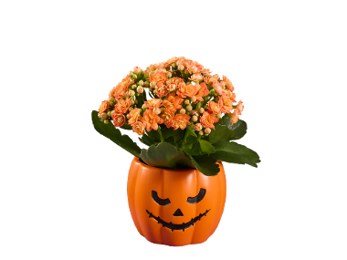 Kalanchoe Halloween