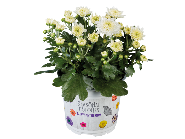 Crisântemo branco num vaso com texto 'Seasonal Colours' e decoração de borboletas/flores.