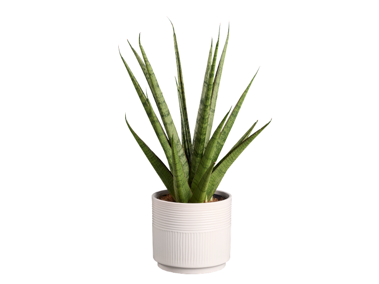 Planta cobra com folhas verdes pontiagudas num vaso branco texturizado.