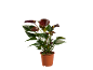 Planta de antúrio com flores vermelho-escuras num vaso castanho.
