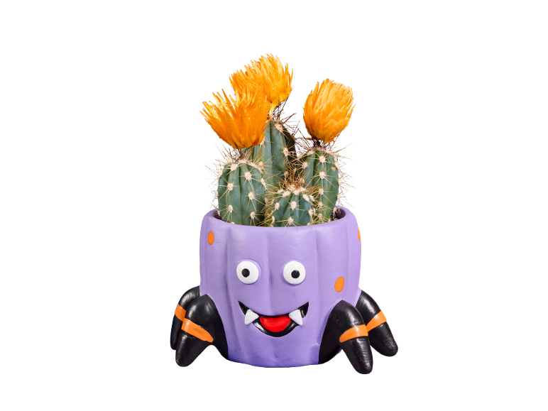 Cato florido num vaso roxo em forma de monstro de Halloween.