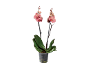 Orquídea com flores e botões cor-de-rosa num vaso transparente.