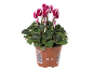 Ciclame em vaso com flores fúcsia e brancas, com código de barras e número 138819.