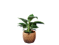 Planta de interior com folhas verdes num vaso castanho texturizado.