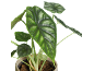 Planta de interior com folhas verdes grandes e veias proeminentes num vaso de cerâmica.