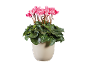 Planta de ciclame rosa num vaso de cor clara sobre fundo preto.