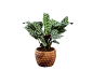Planta de interior Calathea makoyana num vaso castanho com padrão texturizado.
