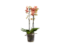 Orquídea Phalaenopsis rosa em vaso transparente