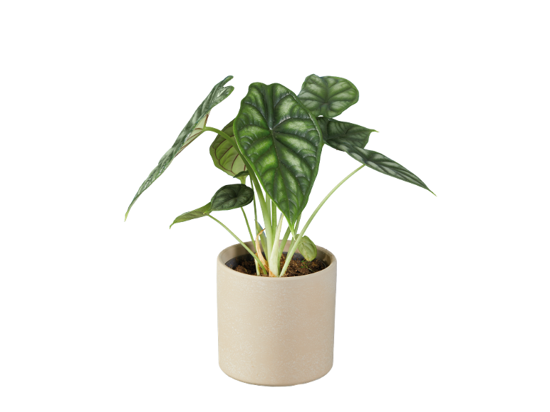 Planta de interior com folhas verdes e veias proeminentes num vaso bege.