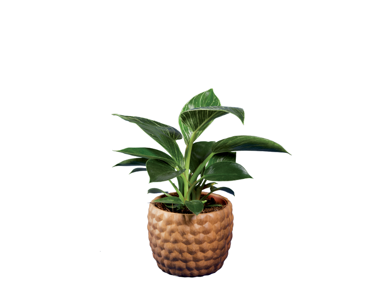 Planta de interior com folhas verdes num vaso castanho texturizado.