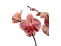 Orquídeas cor-de-rosa com botões em fundo preto.