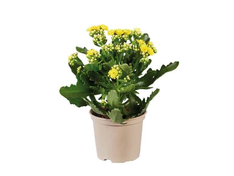 Planta kalanchoe com flores amarelas num vaso bege