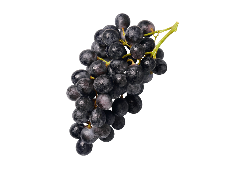 Uvas pretas frescas com gotas de água sobre um fundo preto