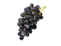 Uvas pretas frescas com gotas de água sobre um fundo preto