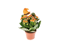 Planta Kalanchoe laranja em vaso com chapéu de bruxa de Halloween.
