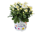 Crisântemo branco num vaso com texto 'Seasonal Colours' e decoração de borboletas/flores.