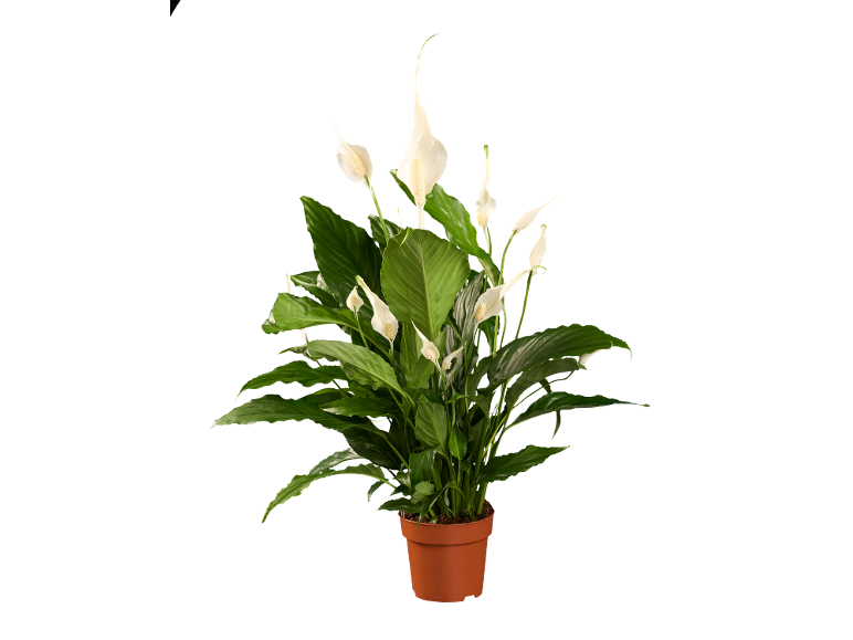 Planta lírio da paz com flores brancas e folhas verdes num vaso de terracota.
