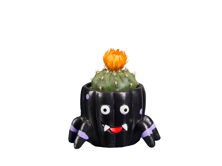 Cato num vaso preto em forma de aranha com uma flor laranja, perfeito para o Halloween.