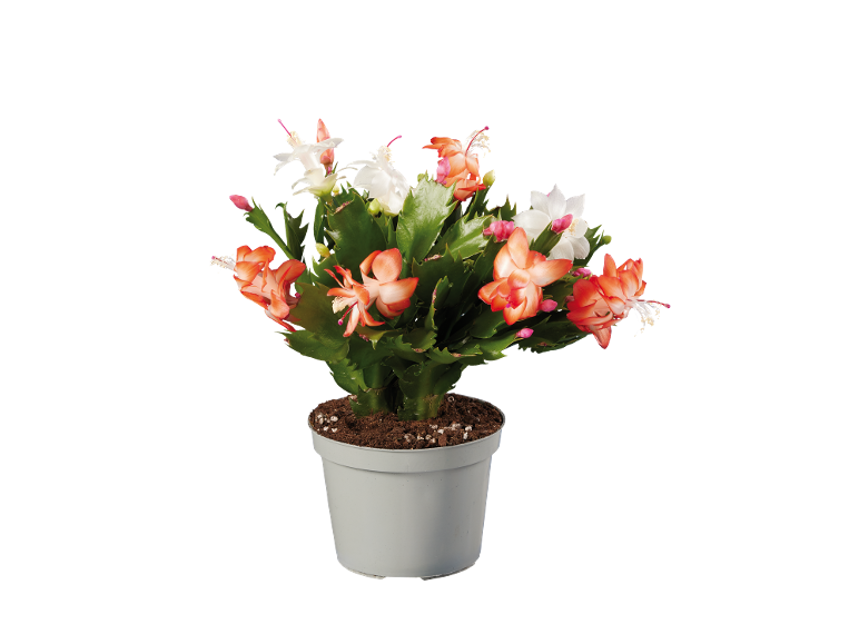 Cato de Natal em vaso com flores brancas e laranjas sobre fundo preto.