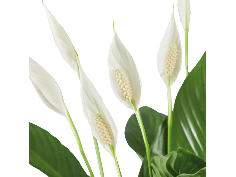 Planta lírio-da-paz com flores brancas e folhas verdes em fundo preto.