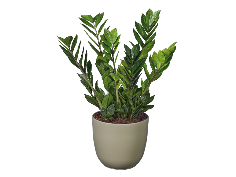 Planta zamioculcas verde num vaso cinzento claro.