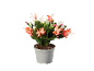 Cato de Natal em vaso com flores brancas e laranjas sobre fundo preto.