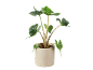 Planta de interior com folhas verdes grandes num vaso de cerâmica bege.