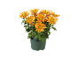 Crisântemos laranja em vaso com centros verdes sobre fundo preto.