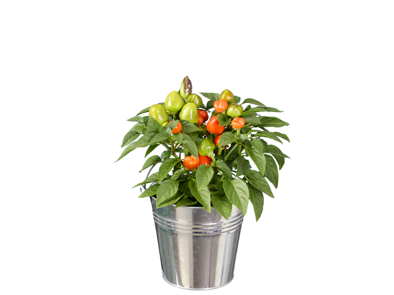 Planta de pimenta chili num balde de metal, com folhas verdes e frutos vermelho-esverdeados.