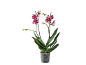 Orquídea Phalaenopsis com flores salpicadas de vermelho e branco num vaso transparente.