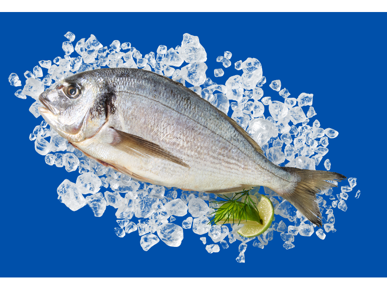 Peixe fresco no gelo com rodelas de lima e endro.