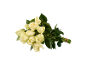 Ramo de rosas brancas com caules verdes e folhas, amarrado com um elástico.