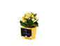 Planta com flores amarelas num vaso amarelo com quadro que mostra A²+B²=C².