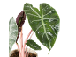 Planta Alocasia com folhas verde-escuras e caules rosa num vaso.