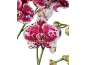 Orquídeas fúcsia e brancas salpicadas sobre um fundo preto.