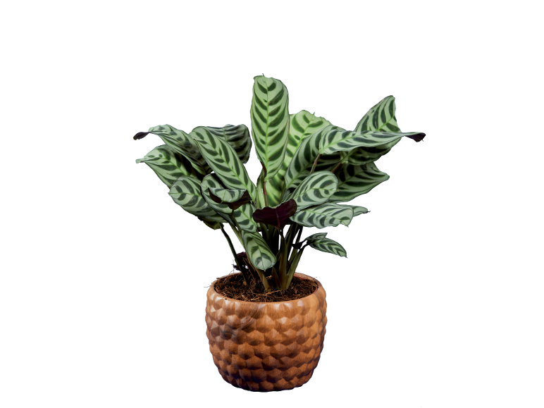 Planta de interior Calathea makoyana num vaso castanho com padrão texturizado.